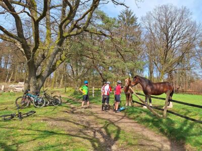 Pferdekoppel mit mehreren Pferden. Davor stehen vier Mountainbiker.