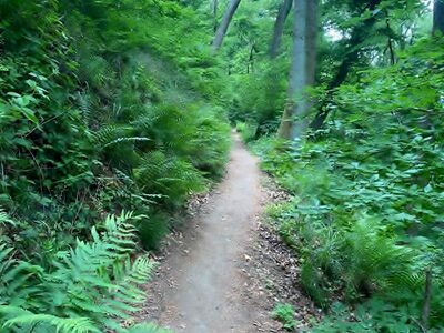 Schmaler Wanderpfad - Aufstieg zum Drachenfels