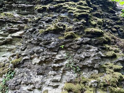 Der Drachenfels.
