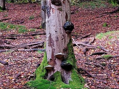 Pilzbewuchs an einem abgestorbenen Baumstamm.