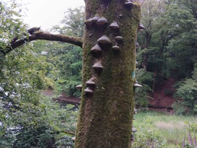 Pilze an einem abgestorbenen Baumstamm.