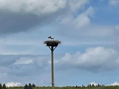 Das Foto zeigt ein Storchennest mit einem Storch.