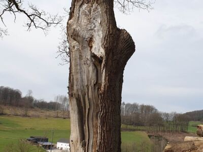 Blick auf ein Gehöft. Im Vordergrund ein Laubbaum der schon viel gelitten hat.