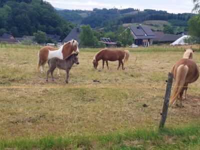 Auf dem Foto sind fünf Pferde und ein Fohlen oberhalb der Ortschaft Benolpe zu sehen.