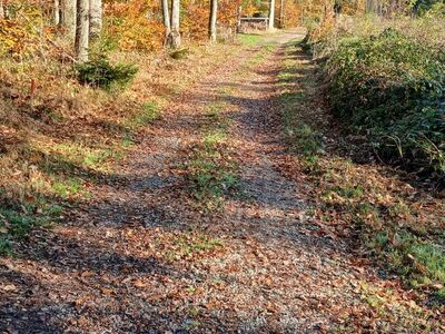 Blätter auf dem Waldweg.