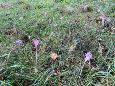 Blick auf eine Wiese mit Pyrenäen-Herbst-Krokussen.