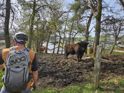 Hochlandrinder oberhalb des Campingplatzes Listersee