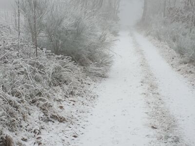 Verschneiter Waldweg im Nebel.