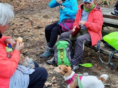 Drei Wanderinnen auf Bänken sitzend bei der Rast trinken und essen etwas. Ein Hund wartet darauf, dass er etwas erhält.