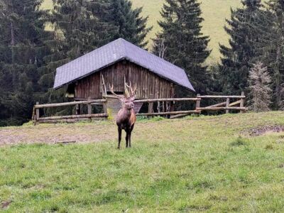 Am Rothirschgehege mit Hirsch.