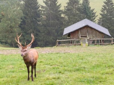 Am Rotwildgehege mit Hirsch und Stall.