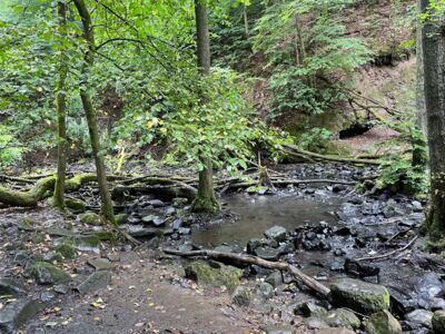 Blich in die Holzbachschlucht mit dem Bach, Geröll und totem Geäst.